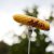 Fredde sammenleggbar grillgaffel